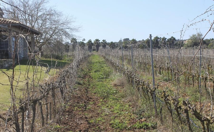 Alcúdia/Can Picafort: Guided Vineyard Visit and Wine Tasting - Vineyard Walk: Coastal Influences and What You’ll Learn While You Stroll