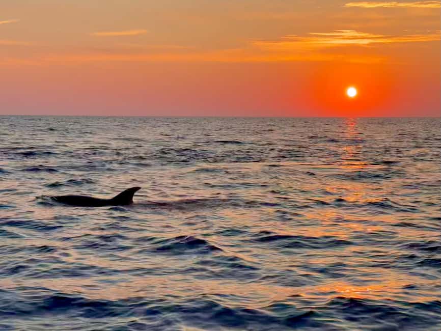 Alcudia: Dolphin Watching at Sunrise with Speedboat - 30 Minutes Guaranteed: What You Can Realistically Expect to See