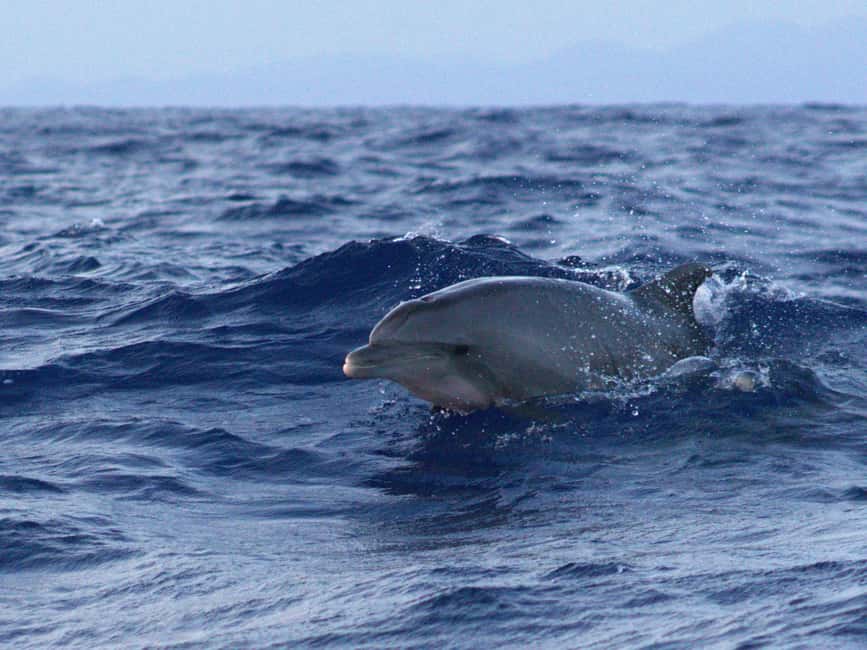 Alcudia: Dolphin Watching at Sunrise with Speedboat - Packing for a Sunrise Dolphin Boat: What to Bring, What Helps