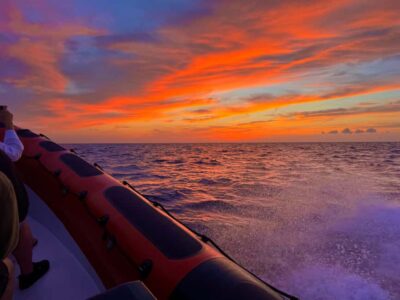 Dolphin Watching at Sunrise with Speedboat