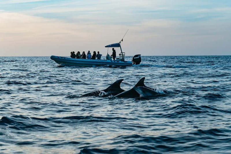 Alcudia or Can Picafort: Dolphin-Watching Cruise - Why this 3-hour dolphin cruise feels like more than 3 hours