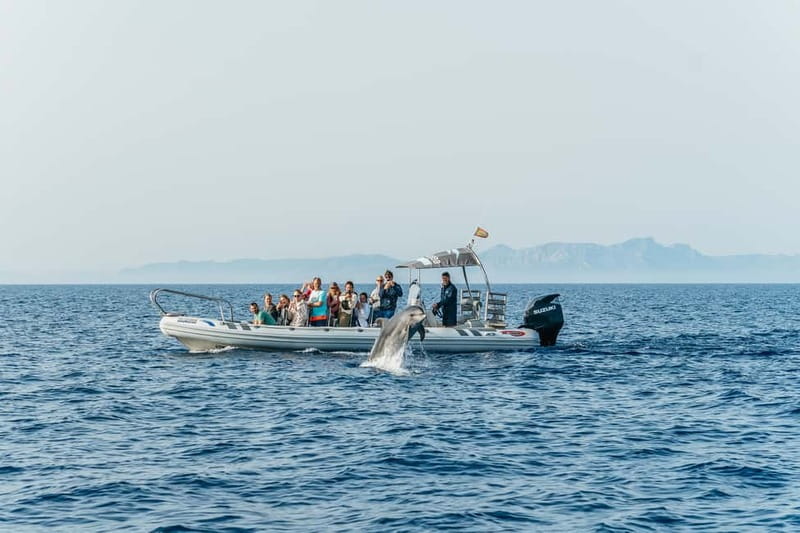 Alcudia or Can Picafort: Dolphin-Watching Cruise - Sea caves by boat: what you gain compared with shore lookouts