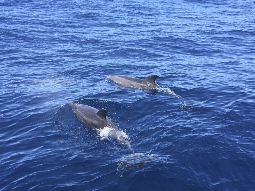 Alcudia: Sailing Yacht Excursion with Wine & Tapas - Where You Meet the Boat: Bonaire vs Cocodrilo