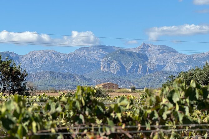 AVENIDA WINE EXPERIENCE- Treasures of the local wine - Four wines in 2 hours, and why the same grape surprises