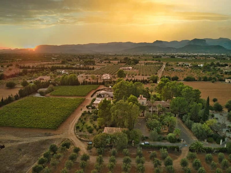 Binissalem: Individual vineyard tour and wine tasting in German - Key things that make this Binissalem wine tour worth your time