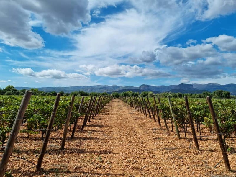 Binissalem: Individual vineyard tour and wine tasting in German - Binissalem’s small-bodega vibe: why this tour feels different
