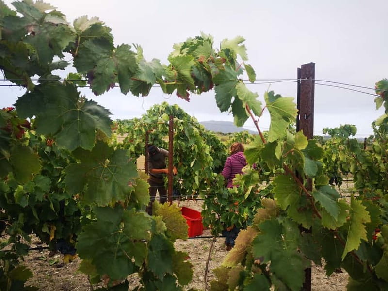 Binissalem: Individual vineyard tour and wine tasting in German - The tasting moment: 5 wines, small snacks, and easy conversation