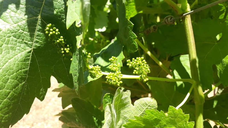 Binissalem: Individual vineyard tour and wine tasting in German - Nici & Timo’s teaching style: expert, warm, and practical