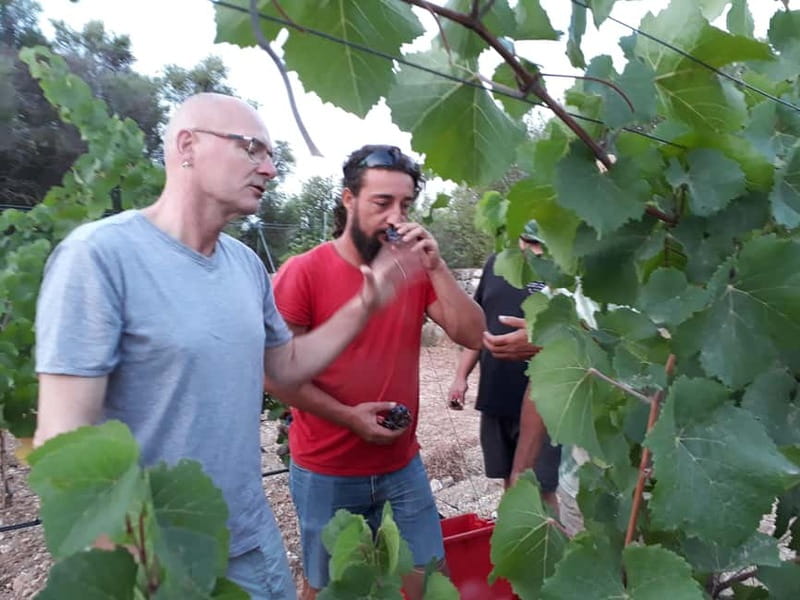 Binissalem: Individual vineyard tour and wine tasting in German - Meeting point and what to do when you arrive