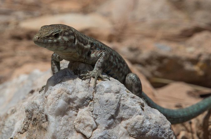 Boat trip to Dragonera Island and San Telmo from Andratx - The Reality of Boat Trips in Mallorca: What to Pack and How to Think