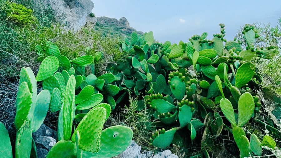 Cala Millor: "Cavemen", cave on a mountain,fun game and hike - Timing, starting point, and picnic-friendly planning
