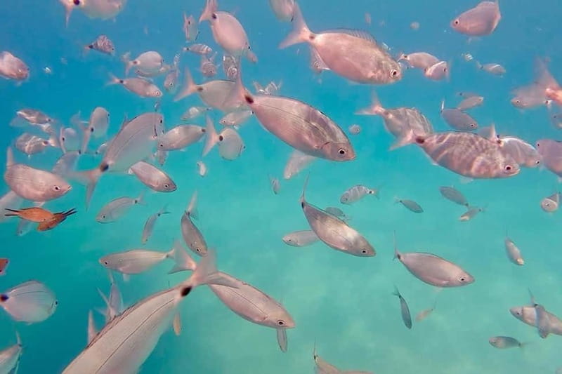 Can Picafort: 3h Private Boat – Caves & Snorkeling - How the Swim and Snorkel Time Works (Without a Lecture)