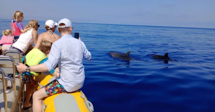 Can Picafort: Dolphin Watching Boat Tour, Swimming stop - Key points you will care about