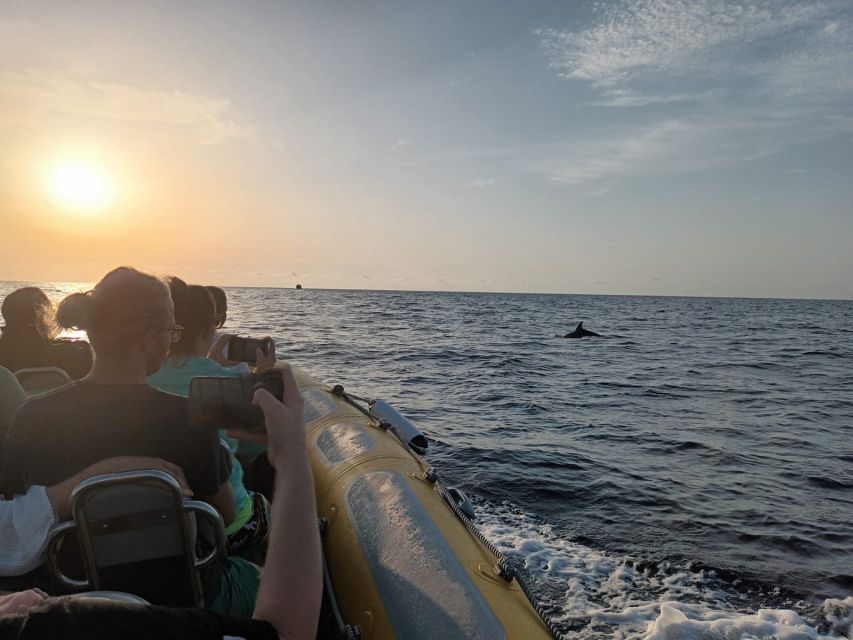 Can Picafort: Dolphin Watching Boat Tour, Swimming stop - Who should book, and who should skip this one