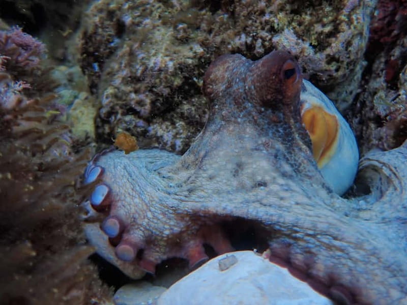 Discover Scuba Diving, scuba diving for begginers!! - Your underwater time: reaching up to 6 meters with a private instructor