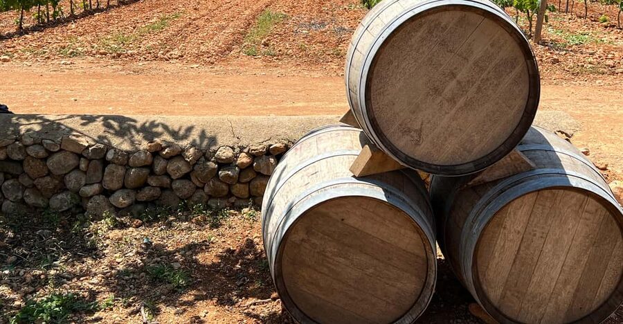 Discover the treasures of the Mallorca wine on a top winery - Key things you will notice right away