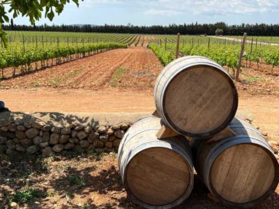 Discover the treasures of the Mallorca wine on a top winery