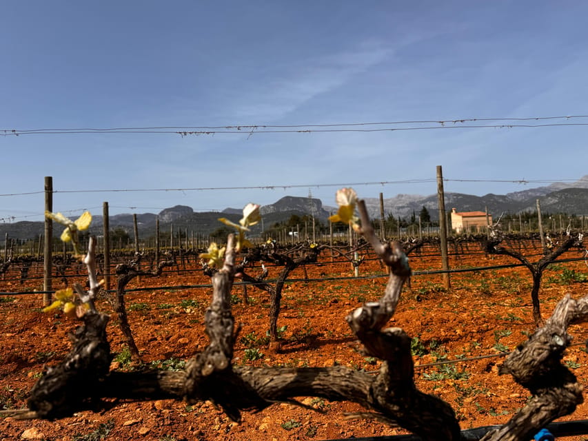 Discover the treasures of the Mallorca wine on a top winery - The four-wine tasting that actually teaches you something