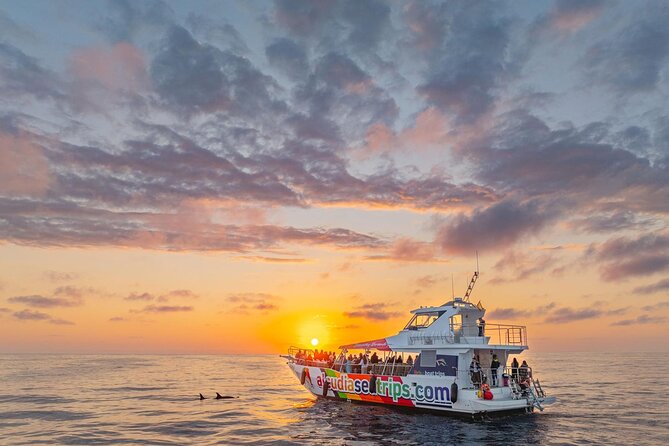 Dolphin Adventure: Fast Boat Dolphin Watching in Mallorca - Key takeaways before you book