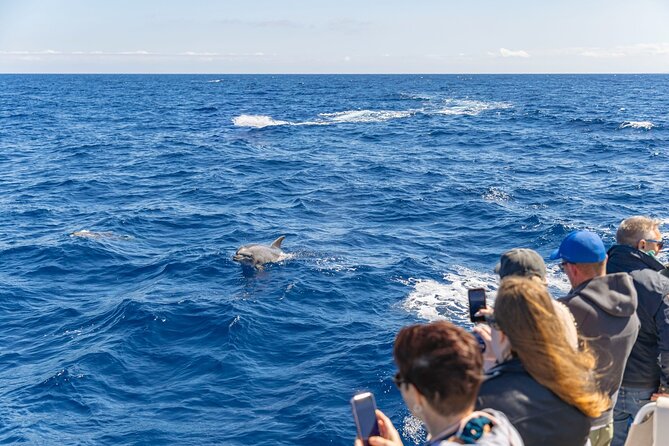 Dolphin Adventure: Fast Boat Dolphin Watching in Mallorca - The 2025 AUBARCA speedboat: fast, but not uncomfortable