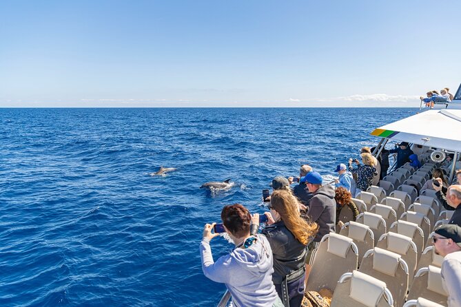 Dolphin Adventure: Fast Boat Dolphin Watching in Mallorca - Three stops and a possible “wait, why are we still onboard?” moment