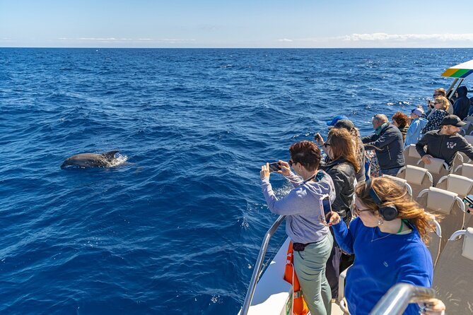 Dolphin Adventure: Fast Boat Dolphin Watching in Mallorca - Weather reality, cancellation options, and rescheduling hope