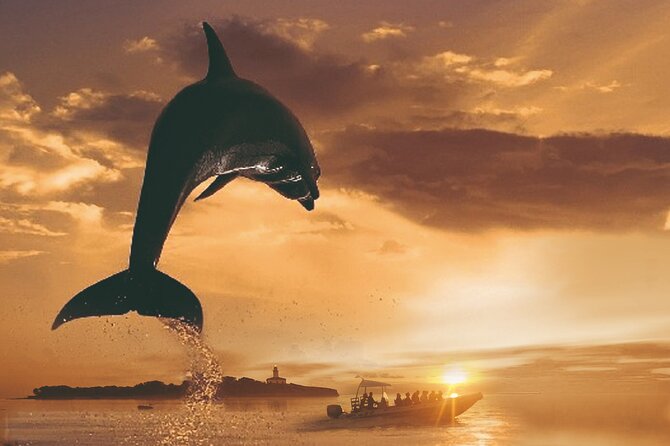 Dolphin Watching at Dawn in Alcúdia - Key Highlights You’ll Actually Care About