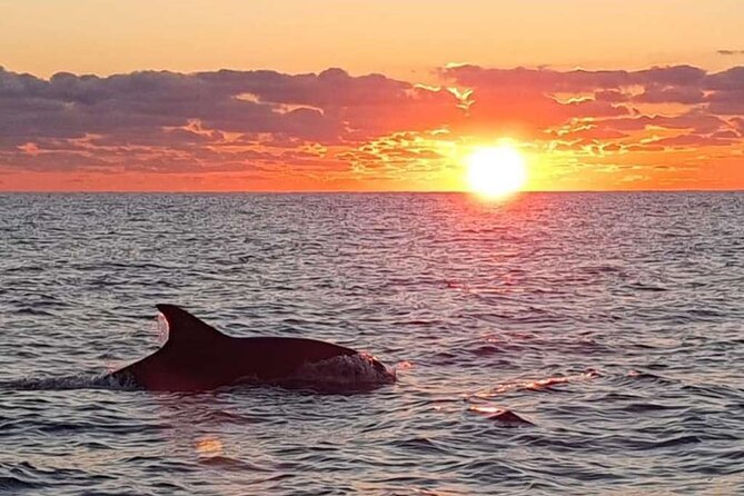 Dolphin Watching at Dawn in Alcúdia - Where the Morning Starts in Port d’Alcúdia