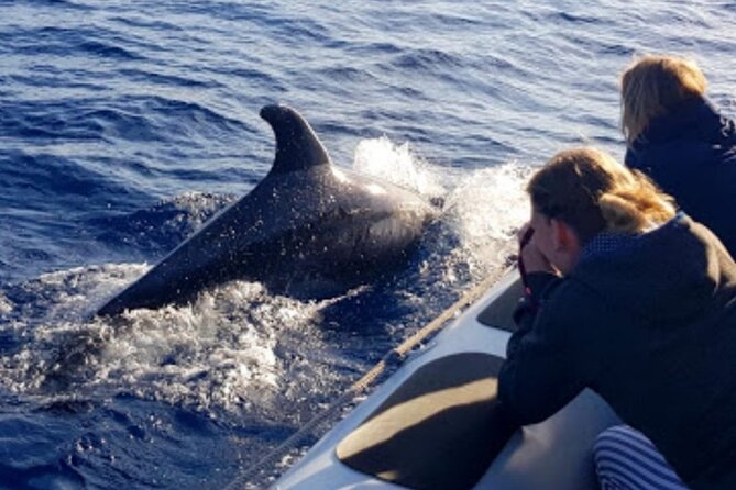 Dolphin Watching at Dawn in Alcúdia - The Es Coll Baix Snorkeling Stop: Quick Swim, Real Payoff