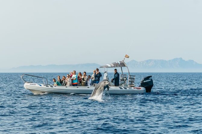 Dolphin Watching at Dawn in Alcúdia - Price and Value: Is $102.84 Worth It?