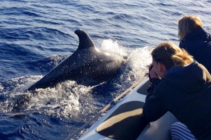 Dolphin Watching at Dawn in Alcúdia - What to Bring for a Comfortable Dawn Cruise