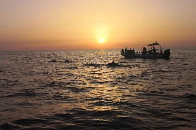 Dolphin Watching at Dawn in Alcúdia - Who This Dolphin Watching Cruise Fits Best