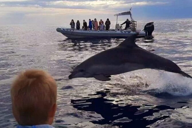Dolphin Watching at Dawn in Alcúdia - Should You Book This Dolphin Watching at Dawn Cruise?