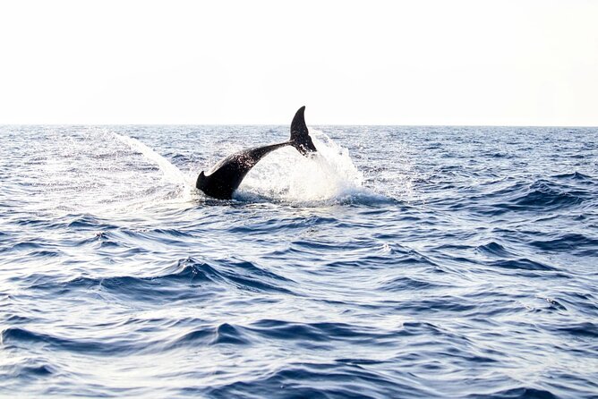 Dolphin watching by boat - Key things I’d watch for before you go