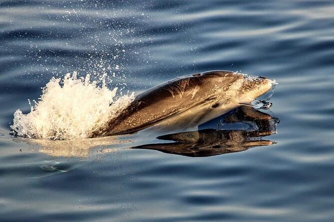 Dolphin watching by boat - Cap de Formentor, your dolphin viewing window