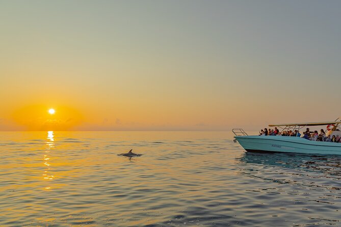 Dolphin watching by boat - Logistics that matter: where you meet and how the trip runs