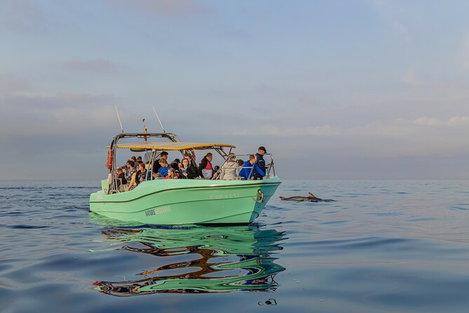 Dolphin watching by boat - Should you book My Sea Experience dolphin watching in Mallorca?