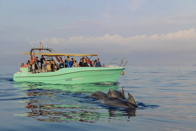 Dolphin watching by boat - The crew makes or breaks wildlife tours, and this one leans strong
