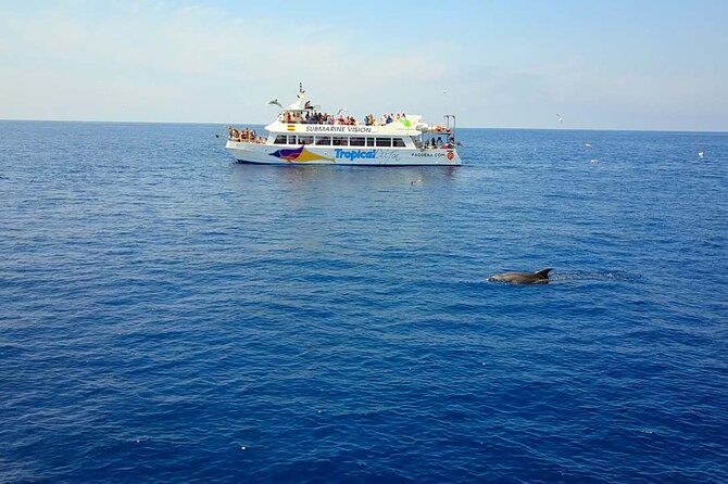 Dolphin Watching in Mallorca (Paguera) - Key Points to Know Before You Go