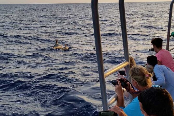 Dolphin Watching in Mallorca (Paguera) - Dolphin Watching in Peguera, What the Catamaran Part Feels Like