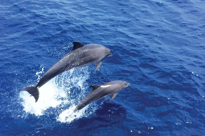 Dolphin Watching in Mallorca (Paguera) - Camp de Mar Swim Stop, a 20-Minute Reset