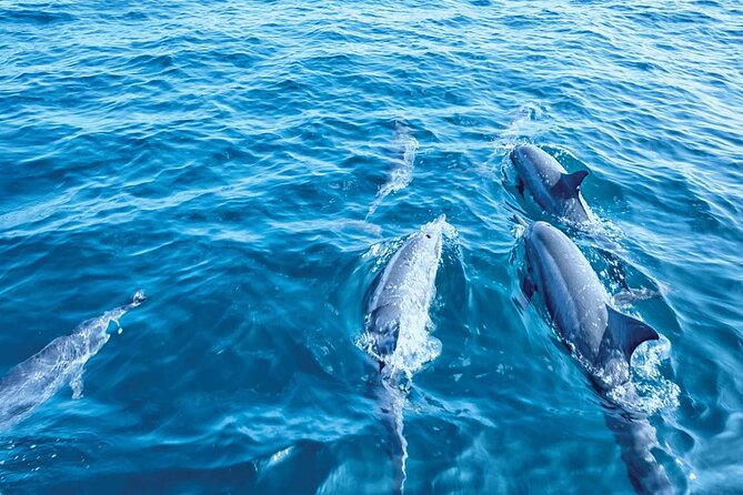 Dolphin Watching in Mallorca (Paguera) - Cala Fornells Pass-By: 40 Minutes of Southwest Coast Views