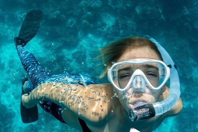 Dolphin Watching in Mallorca (Paguera) - On-Board Comfort, Crew Energy, and Practical Tips