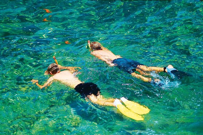 Dolphin Watching in Mallorca (Paguera) - My Booking Tips for a Smooth Paguera Morning