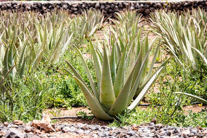 Eastern Majorca Tour with Arta Caves and Aloe Plantation - Group size and comfort: small enough to feel personal