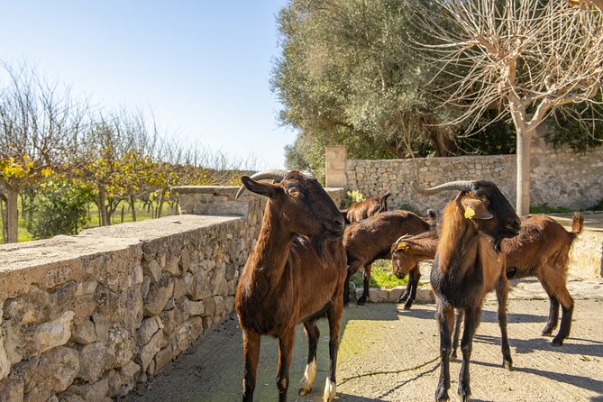 Els Calderers House Museum in Mallorca - What to know before you go inside: pace, notes, and practical tips