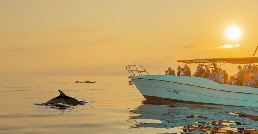 From Alcudia: Sunrise Dolphin Watching Boat Tour - Key highlights at a glance