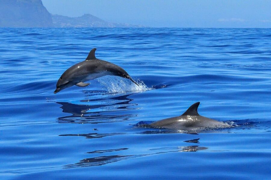 From Alcudia: Sunrise Dolphin Watching Boat Tour - Getting to the Port d’Alcúdia: the early start that actually works
