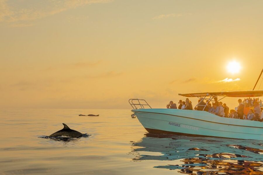 From Alcudia: Sunrise Dolphin Watching Boat Tour - Alcúdia Bay dolphin hunt: photo stop, then actual viewing