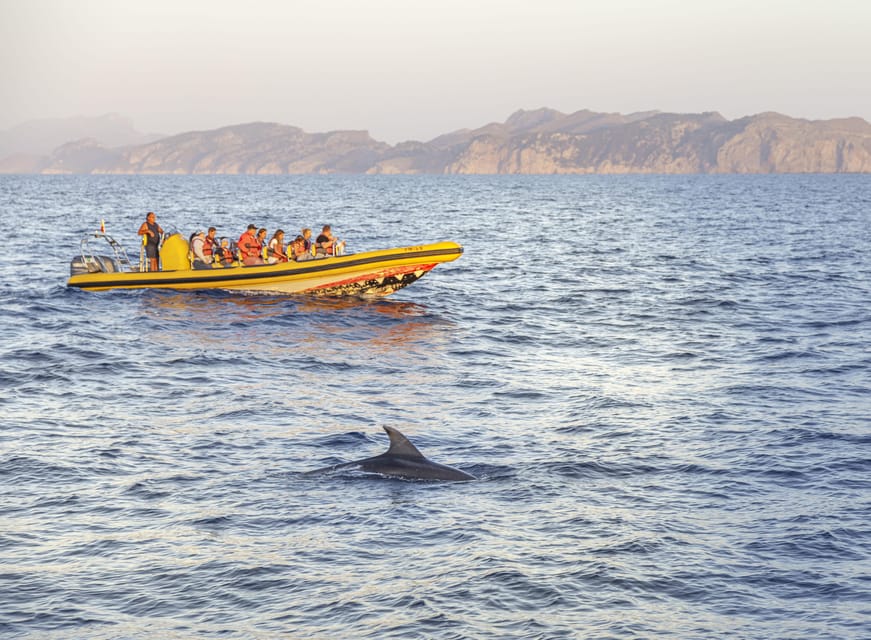 From Alcudia: Sunrise Dolphin Watching Boat Tour - Price and value: is $93 worth it for 2 hours?